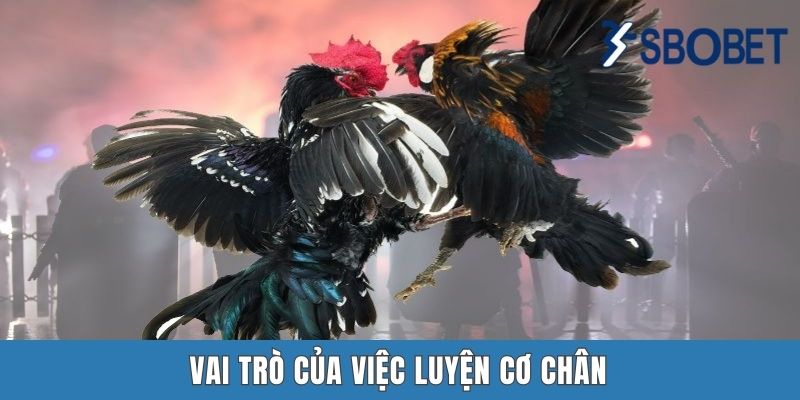 Cách Luyện Cơ Chân Cho Gà Chọi – Mẹo Để Chiến Kê Mạnh Mẽ Tại Sbobet Vai trò của việc luyện cơ chân